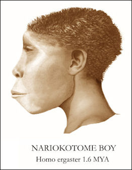 20120202-homo egaster Nariokotome_Boy_Reconstruction.jpg